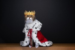 cute cat wearing royal kitty king outfit costume with golden crown and red ermine coat on black background with copy space