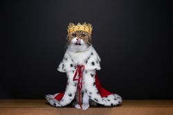cute hungry cat wearing royal king costume with crown licking lips looking at camera on black background with copy space