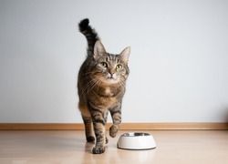hungry tabby cat next to empty feeding bowl waiting for pet food with copy space