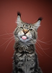 naughty maine coon cat sticking out tongue portrait with long ear tufts and whiskers