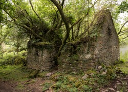 Concept of Mother Nature retaking her due.  Tree growing out of ruins of rock house on the Kerry Way in Ireland
