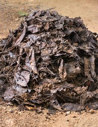 organic fertilizer, heap of homemade garden compost with biodegradable household waste, recycling material,closeup view of transformation of fallen leaves, food waste into fertile soil