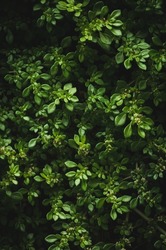 abstract of green tropical leaves, natural background texture pattern, wallpaper of foliage in full frame