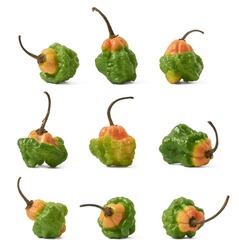 set of colorful habanero chili peppers, capsicum chinense, type of hot peppers with wrinkled or dimpled skin known for their intense spiciness and flavor, isolated on white background