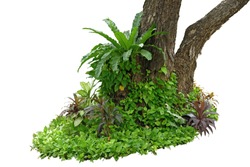 Rainforest tree trunk with tropical foliage plants, Monstera, golden pothos vines ivy, bird's nest fern, and orchid leaves isolated on white background with clipping path