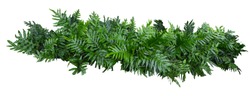 fern of Hawaii tree wall fence with stone planter isolated on white background for park or garden decorative