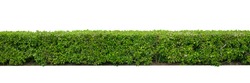 Green hedge or Green Leaves Wall  isolated on white background,with clipping path,Green bush ,The garden or the Park.