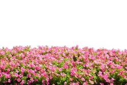  Pink flower plant bush tree isolated with cliping path on white background