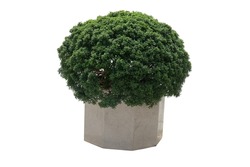 Potted Box Ball Plant with Decorative Pots Shrub for Outdoors, isolated on white background with clipping path.
