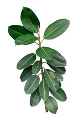 Green Ficus elastica plant (Rubber Plant, Assam Rubber)Tropical foliage isolated on white background,with clipping path.