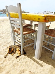 Sleeping cat on sandy beach in Mykonos, with tables and chairs near the blue sea, beach restaurant with greek cat on Mykonos , Greek Islands