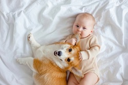 An infant and ginger corgi pembroke laying on a white sheet. The concept of relationships between baby and dog. Fur allergy. Pets in family with newborn. Baby holding dog's mazzle. Family members.
