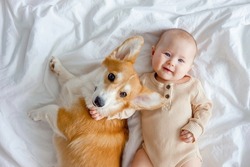 A smiling infant and ginger corgi pembroke laying on a white sheet. The concept of relationships between baby and dog. Fur allergy. Dog in family with newborn. Friendship between baby and dog.