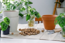 Epipremnum (scindapsus) stem cuttings with roots in a glass with water ready to pot. Concept of home gardening, hobbies and leisure. Clay flowerpot, shovel, rake, extended clay for drainage.