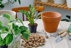 Preparation for potting houseplants using clay flowerpot, shovel and rake, soil, expanded clay for drainage. Codiaeum gold sun potted in a temporary flowerpot and ready for transplanting.
