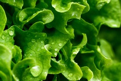 Green lettuce salad leaves and water drops close up image.