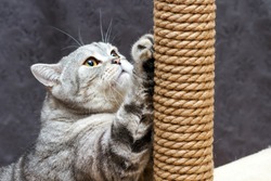 gray shorthair scottish striped cat scratching a brown post