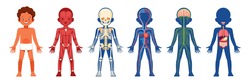 Human body organ systems educational anatomy physiology for children. Cute African American boy with anatomy skeleton, nervous, circulatory, and digestive systems. Information poster cartoon vector.