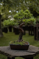 Bonsai tree art in Prague. Bonsai is a potted plant (such as a tree) dwarfed (as by pruning) and trained to an artistic shape.