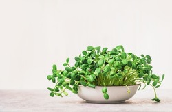 Micro greens superfood. Green sunflower sprouts close up in a bowl. Germination sprouting and healthy eating and living. Gardening at home kitchen concept. Microgreens food. Copy space