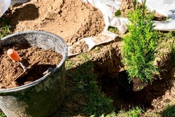 a woman plants a thuja, planting a coniferous tree thuja. the woman's hands are removed from the pot and planted in a specially prepared hole for the plant.pot with plant roots