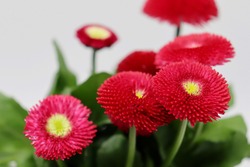 closeup of red daisies (bellis perennis) blossoms