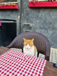 Cat on Stanbula Street - colorful streets with a cat sitting on the table on terrace