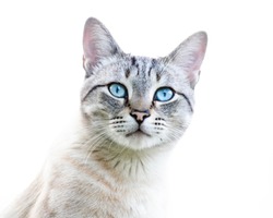 Close up view of tabby Bengal Snow cute cat with blue eyes. Pets and lifestyle concept. Lovely cat on white background
