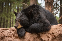 Lazy Bear on a log 