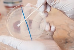 Laboratory doctor with gloves holding sterile swab and preparing for an antibiogram on petri dish agar