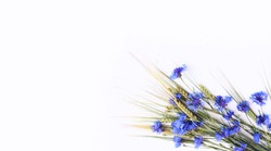 Blue cornflowers and wheat spikelets on a white background. Floral arrangement in a rustic style. Background for a greeting card.