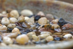 Honey Bee drinking water from a bowl filled with pebbles