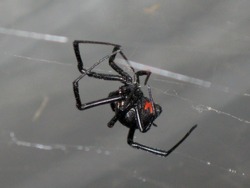Black Widow on a Web