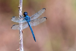 Blue dragonfly (Libellula incesta ) on branch with thorns with soft background with negative space