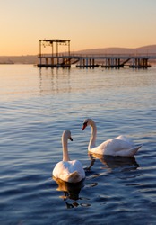 Couple of white swans swim in the sea at sunset