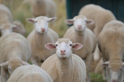 Healthy, pure bred Sheep on a farm