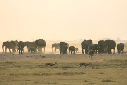 Elephants in Amboseli (Kenya)
