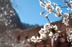 Blooming almond. White flowers on blue sky background. Spring on Sinai peninsula.  Natural flower background.