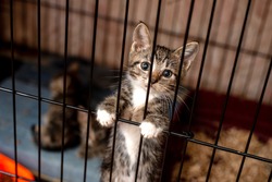 Little tabby cute kitten in  the cage in cat shelter. Cat baby crying in the cage. 