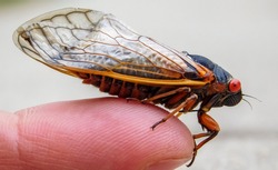 Periodical Cicada Adult, (Magicicada septendecim) Northern Illinois Sub-Brood, (part of Marlatt's XIII) Niles, Illinois