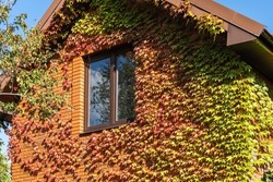 Boston ivy leaves as decoration and decorative element of building.  Parthenocissus tricuspidata, Vitaceae, Boston ivy, grape ivy, Japanese ivy, Japanese liana on facade of country brick house. 