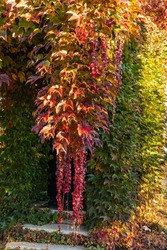 Decor and texture. Red, orange and gold leaves of Parthenocissus tricuspidata 'Veitchii' or Boston ivy on walls of country house. Close-up. Grape ivy, Japanese ivy or Japanese creeper adorn walls