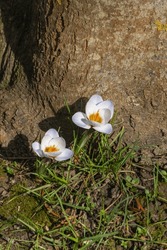 Flowering of white crocuses Ard Shenk in winter in February. Blurred background. Selective focus. Close up of white crocus flower petals. Nature concept for spring design. Place for your text.