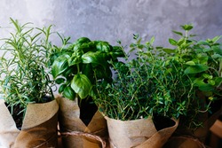 Assorted fresh herbs growing in pots, outdoors in the garden in a close up view on leafy green basil and rosemary. Mixed fresh aromatic herbs in a cardboard bag.