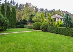 Landscaping of a garden with a bright green lawn, colorful shrubs, decorative evergreen plants and shaped boxwood (Buxus Sempervirens) in autumn. Gardening concept.