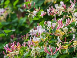 Pink Honeysuckle buds and flowers in the garden. Lonicera Etrusca Santi caprifolium, woodbine in bloom. Gardening concept. Floral background