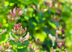 Pink Honeysuckle buds and flowers in a sunny garden. Lonicera Etrusca Santi caprifolium, woodbine in bloom. Gardening concept. Floral background