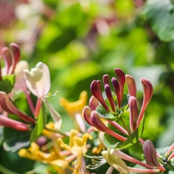 Pink Honeysuckle buds and flowers in a sunny garden. Lonicera Etrusca Santi caprifolium, woodbine in bloom. Gardening concept. Floral background
