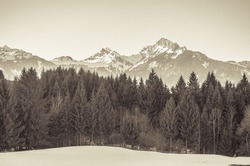 A forest in the Austrian Alps. Sepia monochrome look