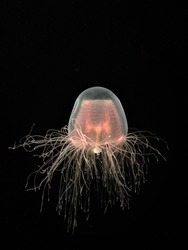 Immortal 
Jellyfish Isolated